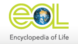 Search on Encyclopedia of life
